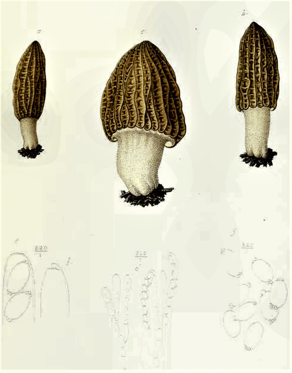 Tafel von Émile Boudier, 1910: Morchella eximia