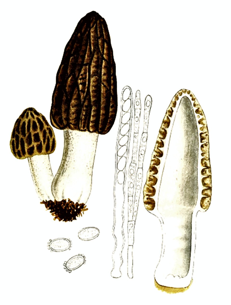 Planche ancienne : Morchella conica