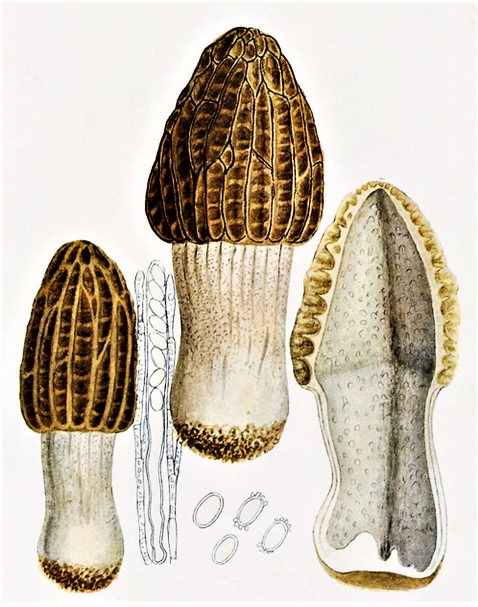 Tafel von Giacomo Bresadola: Morchella elata