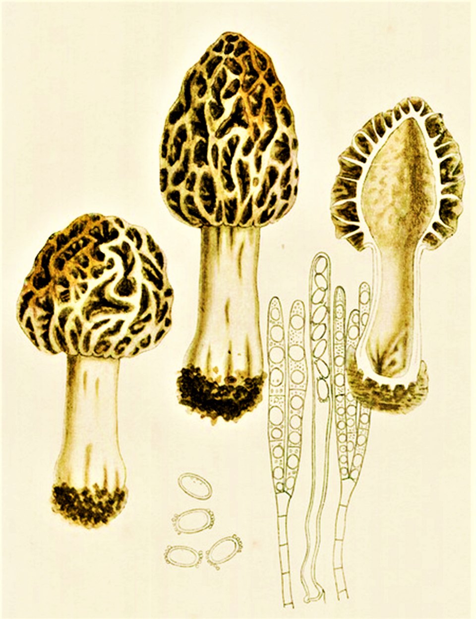 Planche ancienne : Morchella vulgaris