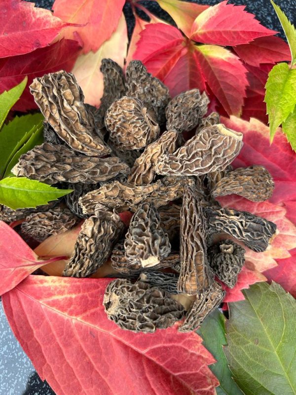 Morilles Anatolie sud, Turquie (100g) - Sans tige – Image 4