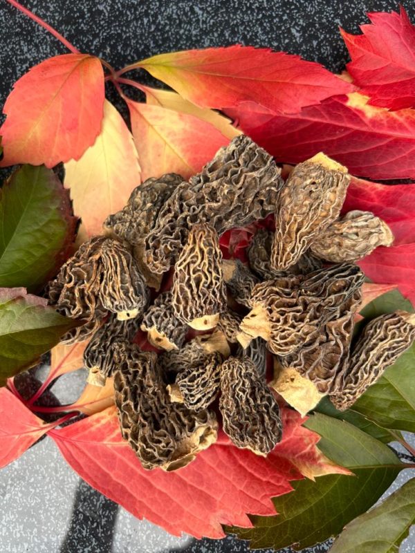 Morilles Anatolie sud, Turquie (100g) - Sans tige – Image 3